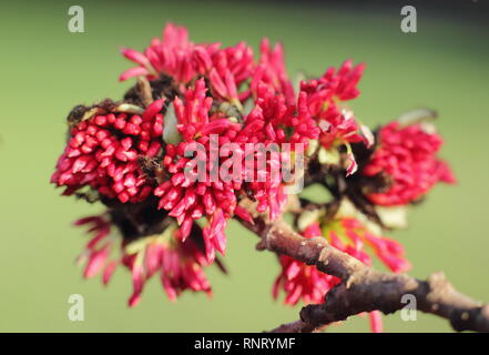 Parrotia persica. Winter Blumen von einem Persischen ironwood Tree - Januar, Großbritannien Stockfoto