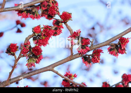 Parrotia persica. Winter Blumen von einem Persischen ironwood Tree - Januar, Großbritannien Stockfoto