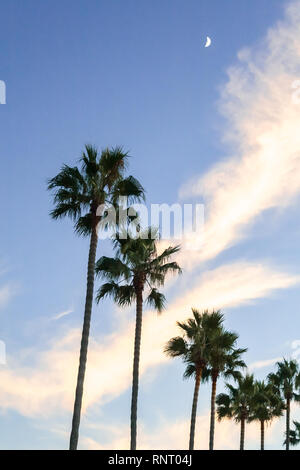 Palmen erreichen für den Himmel als Sonnenuntergang Ansätze. Stockfoto