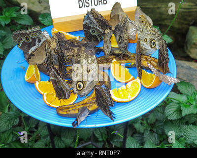 Butterfly Museum in Niagara Falls, Ontario, Kanada, Nordamerika Stockfoto