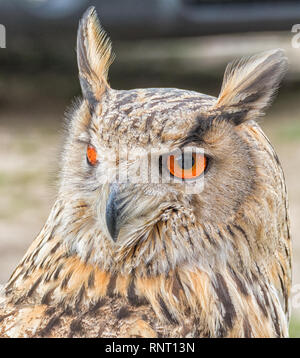 Europäischer Uhu Stockfoto