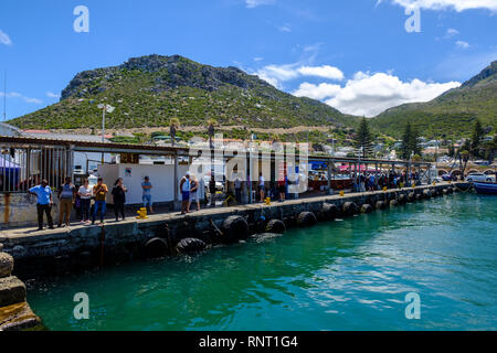 Touristen beobachten Dichtungen in Kalk Bay Harbour, in der Nähe von Kapstadt, Südafrika Stockfoto