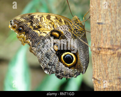 Butterfly Museum in Niagara Falls, Ontario, Kanada, Nordamerika Stockfoto