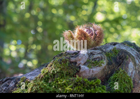 Kastanie geöffnet in den Kastanienwald auf alten gefallenen Baumstamm gefallen Stockfoto