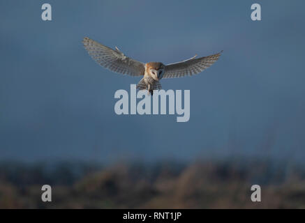 Scheune Owl-Tyto alba schwebt. Großbritannien Stockfoto