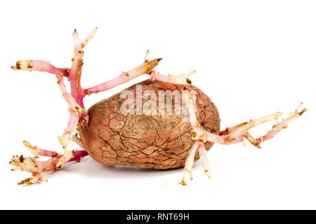 Alte gekeimten rosa Kartoffel auf weißem Hintergrund. Großen Sprossen Stockfoto