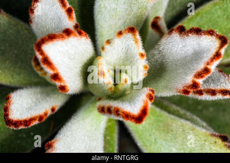 Kalanchoe gefilzt (Kalanchoe tomentosa), das Hintergrundbild Stockfoto