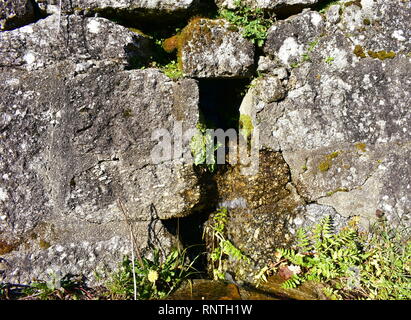 Steinmauer mit Wasser Hintergrund. Wand mit Loch Textur, Vegetation und Wasser. Stockfoto