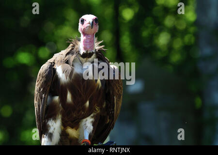 Porträt einer hooded Vulture (necrosyrtes Monachus) Stockfoto