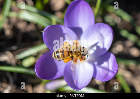 Einer der ersten Bienen im Jahr finden Sie auf einem der ersten Krokusse des Jahres, deren Blüten leuchten in der Sonne gesehen werden. Stockfoto