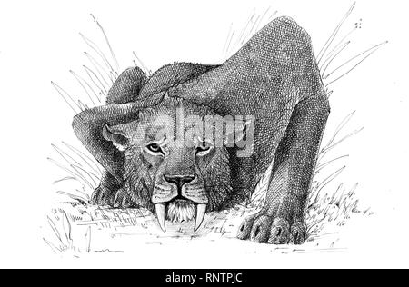Säbelzahnkatze auf der Jagd. Tierzeichnung. Angriff mit Säbelzahnkatze. Smilodon aus der Eiszeit Stockfoto