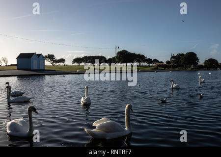 Schwäne schwimmen am Canoe Lake in Fareham Stockfoto