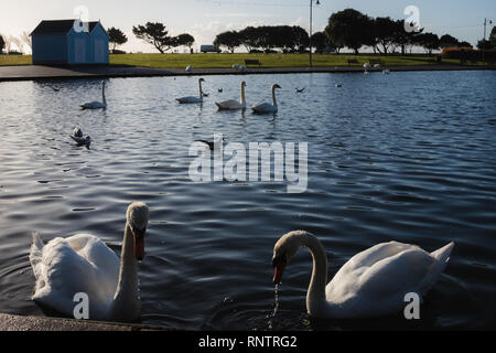Schwäne schwimmen am Canoe Lake in Fareham Stockfoto