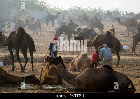 Raika Hirten und ihre Kamele in Pushkar Camel Fair in Rajasthan, Indien Stockfoto