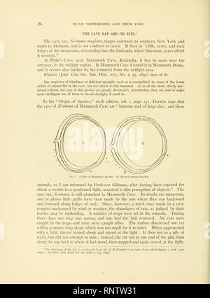 Höhle Wirbeltiere von Amerika (Seite 26, Abb. 1) Stockfoto