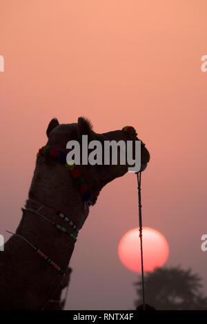 Camel bei Sonnenuntergang in Rajasthan, Indien Stockfoto
