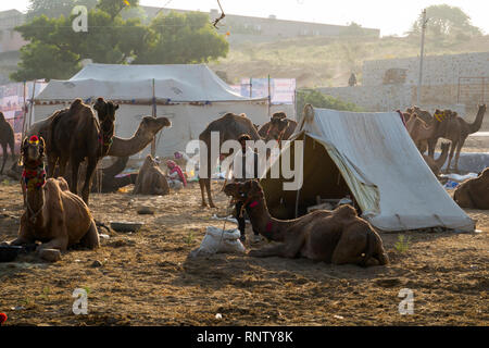 Raika Hirten und ihre Kamele in Pushkar Camel Fair in Rajasthan, Indien Stockfoto