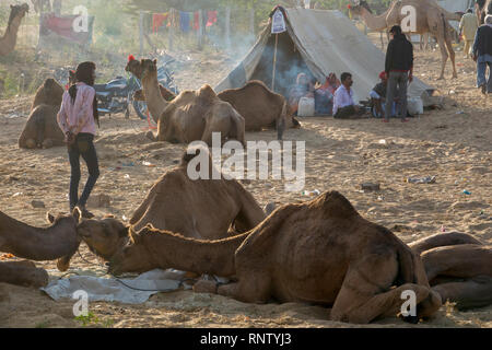 Raika Hirten und ihre Kamele in Pushkar Camel Fair in Rajasthan, Indien Stockfoto