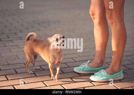 Süße kleine Chihuahua Hund steht neben seiner Eigentümer Füße Stockfoto