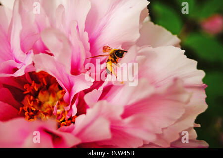 Eine Biene sitzt auf einer Pfingstrose mit rosa Blütenblätter auf einem Green Bush Stockfoto