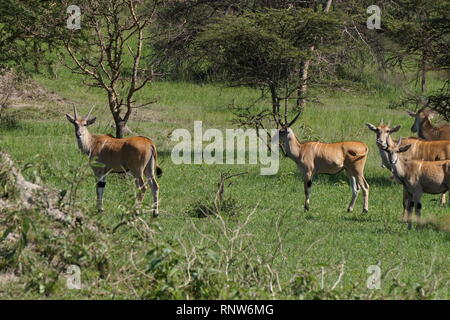 Eine Herde von gemeinsamen Elenantilope (taurotragus Oryx), Lake Mburo Nationalpark, Uganda Stockfoto