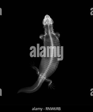 X-RAY VISION: ZSL London Zoo hat eine Auswahl von fantastischen x-ray Bilder, während der routinemäßigen Kontrollen seiner 18.000 Tiere geteilt. Die Bilder, die von den tierärztlichen Sachverständigen ZooÕs Team an der Klinik genommen zeigen die Funktionsweise einer Vielzahl verschiedener Arten, darunter auch Frösche, Schlangen, Geckos, Schildkröten. ZSL London Zoo Tierarzt Krankenschwester Heather Mackintosh sagt: ÒWe kann sagen so viel über eine animalÕs Gesundheit aus den Blick auf ein x-ray - von der Stärke ihrer Knochen, wie gesund ist ihr Herz. ÒTheyÕre entscheidend für unsere Arbeit, und auch wenn wir zu sehen bekommen einzigartige X-rays ziemlich oft Stockfoto