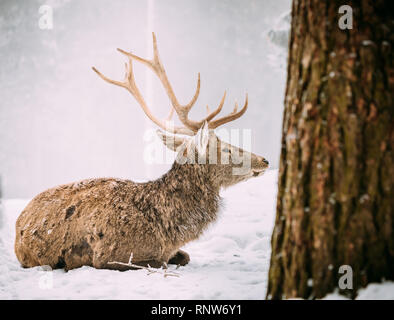 Ein schöner roter Hirsch steht vor einer verschneiten Landschaft mit einem wunderschönen verschneiten Hintergrund im Wald Stockfoto