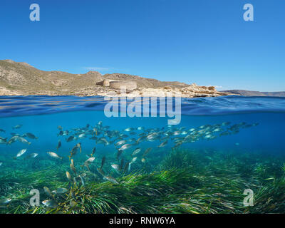 Spanien Andalusien Küste mit einem Schloss und Schule der Fisch mit Posidonia Seegras unterwasser Mittelmeer, El Playazo de Rodalquilar, Almeria Stockfoto