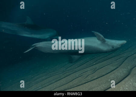 Delphin Schwimmen mit Taucher im Roten Meer, Eilat Israel Stockfoto