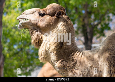 Ein Kamel Gesicht von einem Buckel mit grünem Hintergrund Stockfoto