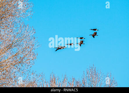 Kanadagänse im Flug gegen strahlend blauen Himmel; Zentralen Colorado; USA Stockfoto