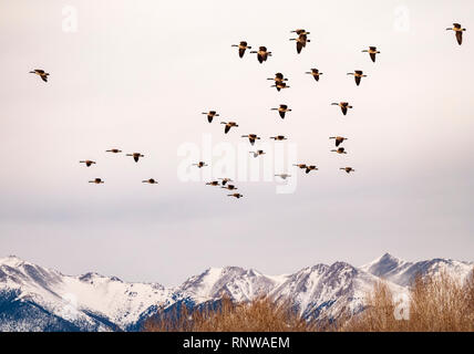 Kanada Gänse im Flug; verschneiten Rocky Mountains im Hintergrund; Colorado; USA Stockfoto