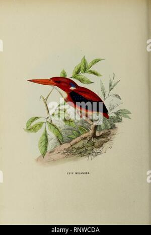 Keyx melanura von John gerrard Keulemans. Stockfoto