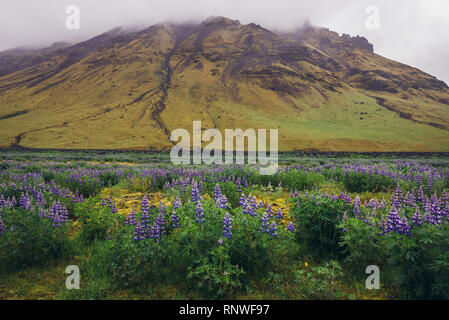 Nootka lupine Blumen in Island Stockfoto