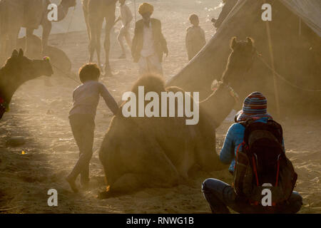 Mann, Foto von Jungen putzen Kamel in Pushkar Fair in Rajasthan, Indien Stockfoto