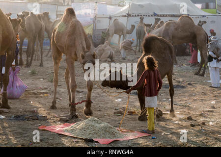 Raika Hirten und ihre Kamele in Pushkar Camel Fair in Rajasthan, Indien Stockfoto