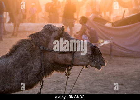 Kamel in Pushkar Fair in Pushkar, Rajasthan, Indien Stockfoto