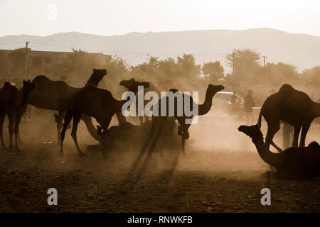 Raika Hirten und ihre Kamele in Pushkar Camel Fair in Rajasthan, Indien Stockfoto