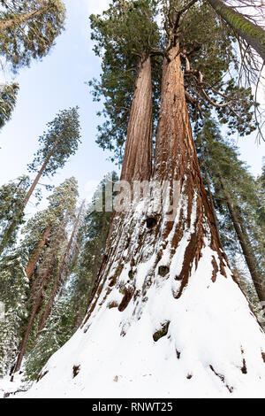 Zwei hohen mammutbäume (sequoiadendron giganteum) teilen ein Wurzelsystem, ihre Basen im Winter Schnee bedeckt, entlang der Strecke von 100 Riesen. Stockfoto