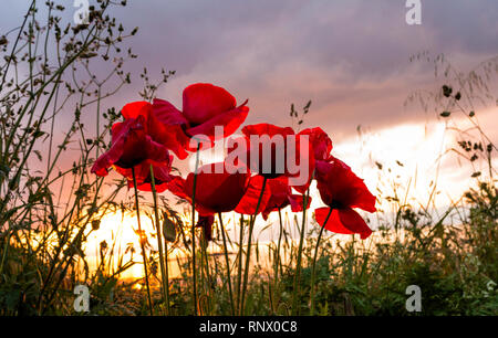 Schönen blühenden Mohn im Sommer Sonnenuntergang Licht. Mit einem bunten Himmel im Hintergrund. Stockfoto