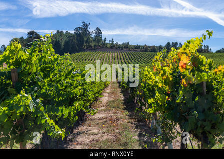 Reihen von Weinberg Weinlese im Herbst und im Herbst. Landschaft von Weingut Farm Plantage, vor Sonnenuntergang. Stockfoto