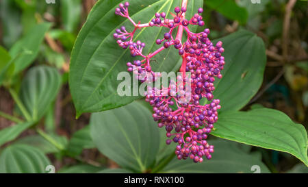 Nahaufnahme der Beeren der Medinilla magnifica, auch bekannt als Rose Traube auf Maui Stockfoto