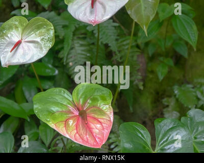 Aus nächster Nähe erschossen von drei rosa Anthurium tropische Blumen Stockfoto