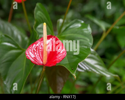 Nahaufnahme von einem hellen roten Anthurien tropische Blume in einem Garten auf Maui Stockfoto