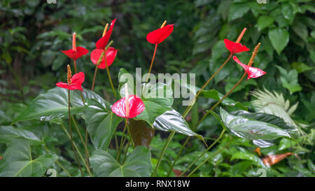 Büschel der Roten anthurium Blumen wachsen in einem Garten auf Maui Stockfoto