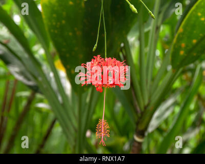 Nahaufnahme der Eine rote Koralle Hibiskus tropische Blume in einem Garten auf Maui Stockfoto