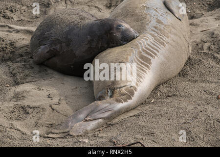 Northern elephant Seal, Piedras Blancas rookery, Kalifornien Stockfoto