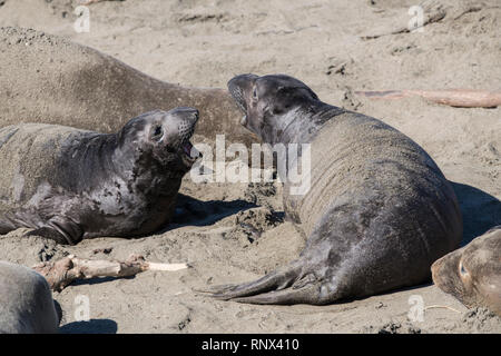 Northern elephant Seal, Piedras Blancas rookery, Kalifornien Stockfoto