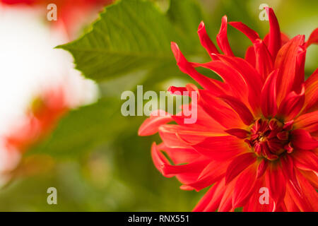 Blühende rote Blume (Gemeinsame Zinnia Zinnia elegans) Stockfoto