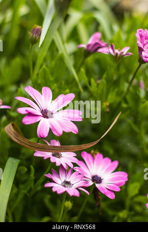 Blühende violett und weiss Kapkörbchen (osteospermum) Stockfoto